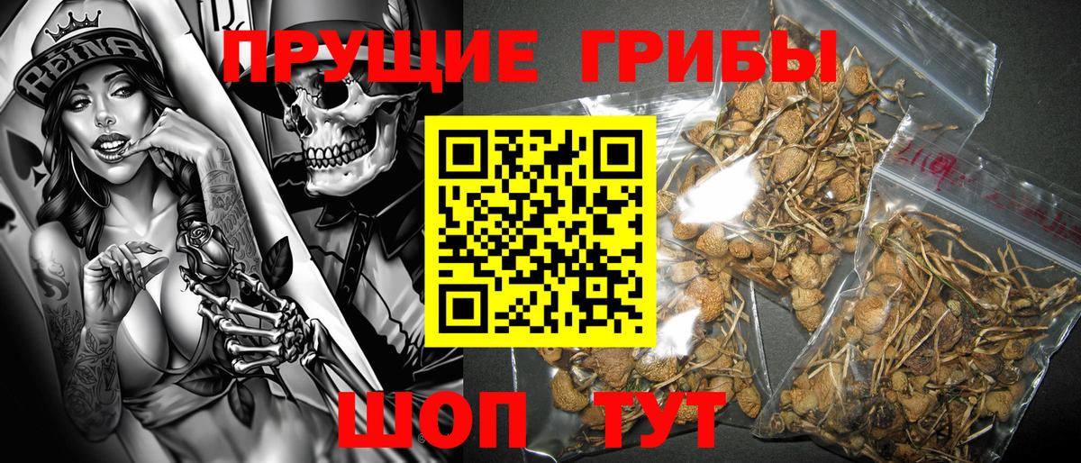 Псилоцибиновые грибы Psilocybe Сланцы